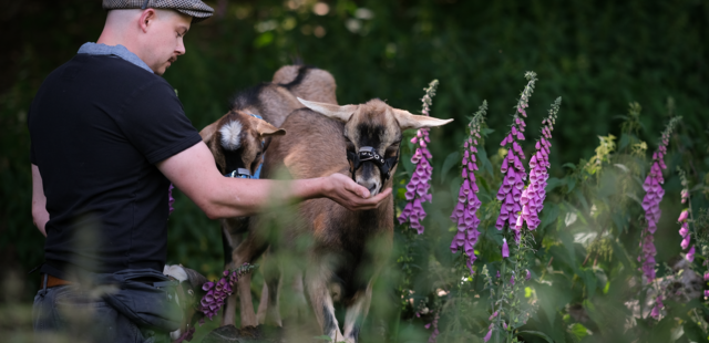 Ruben und Kalle Hickenziegen