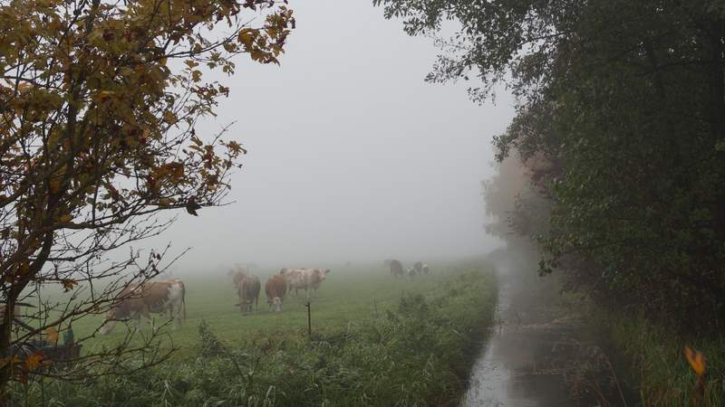 Wasserlauf und Kuhherde