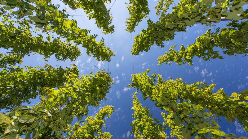 Bayerische Hopfenkultur & Landshuter Charme