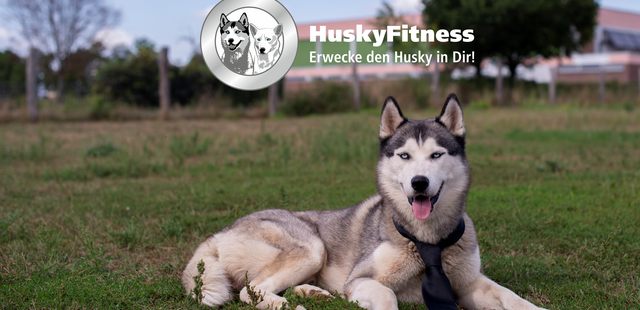 Health-Teambuilding mit HuskyFitness