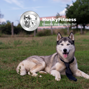 Health-Teambuilding mit HuskyFitness