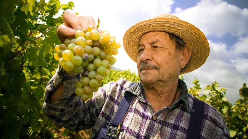 Traubenernte - Weinlese