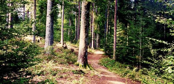 Auf zur Schatzsuche im Griesbacher Wald