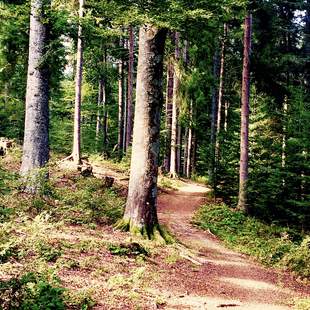 Auf zur Schatzsuche im Griesbacher Wald