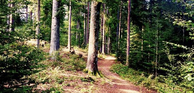 Auf zur Schatzsuche im Griesbacher Wald