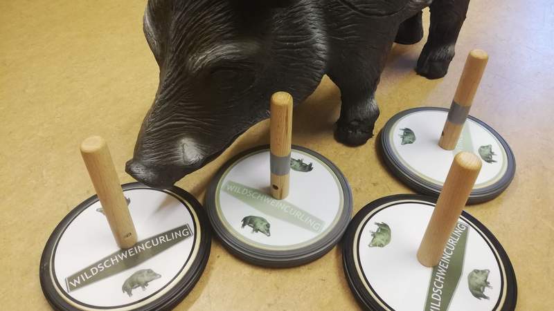 Wildschweincurling Wildschweincurling auf Schloss Schweinsburg
