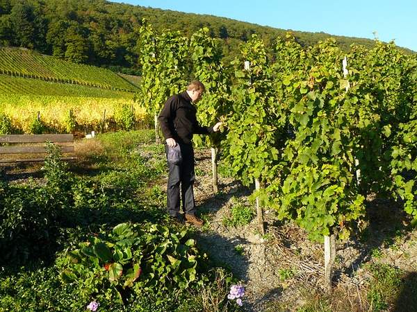 Gruppenreise an die Mosel