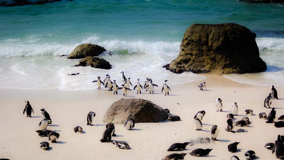 Boulders Beach