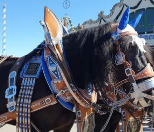 Gespann beim Oktoberfest