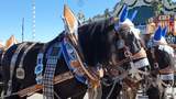 Gespann beim Oktoberfest