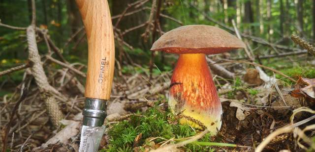 #natur #pilze #outdoor