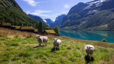 Incentive Reise Norwegen Schafe