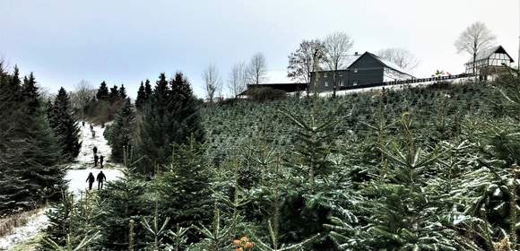 Weihnachtsbäume in der Weihnachtsbaumkultur zum selber schlagen