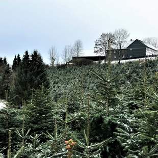 Weihnachtsbäume in der Weihnachtsbaumkultur zum selber schlagen