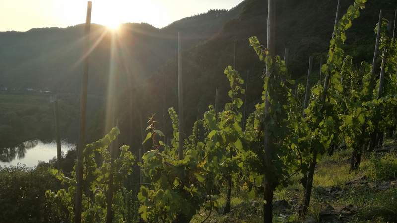 Weinberg mit Sonnenuntergang