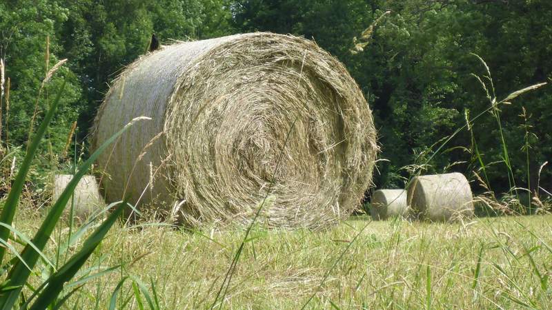 Paddeln im Spreewald