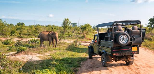 African Wildlife meets vibrant Cape Town