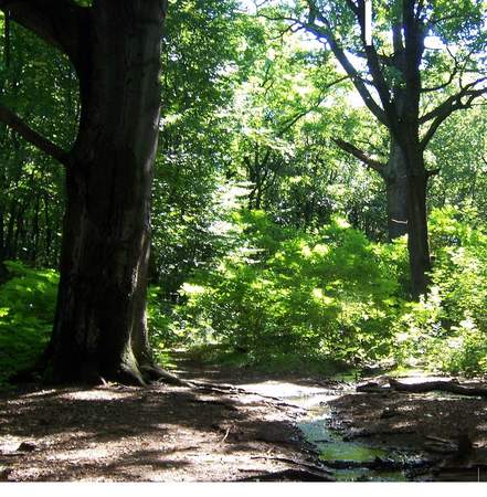 Auszeit im Wald Waldbaden - Shinrin Yoku