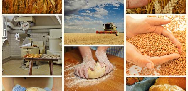 vom Korn zum Brot Brotbackkurs mit Brot-Sommelier