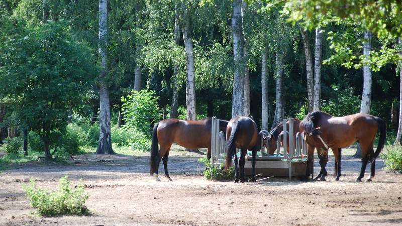 Direkt am Haus beginnt der Wald