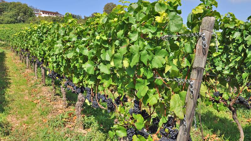 Rheingold im Glas - Wein-Tagestour am Rhein