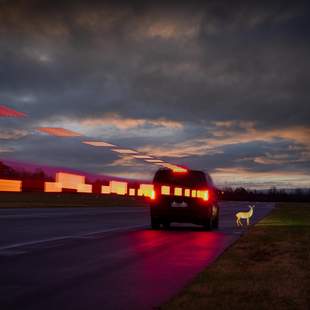 Fahrzeug von hinten auf dunkler Fahrbahn bremst vor Rehatrappe, Bremsllicht als Lichtstrahl.