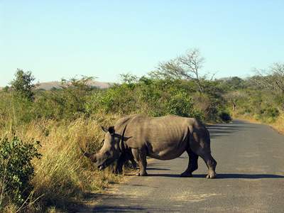 Incentive Reise Südafrika Nashorn