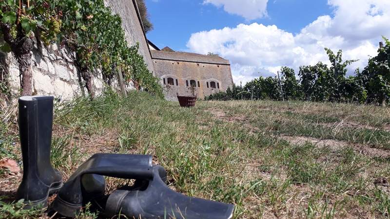 Weinbergsrallye mit Verkostung