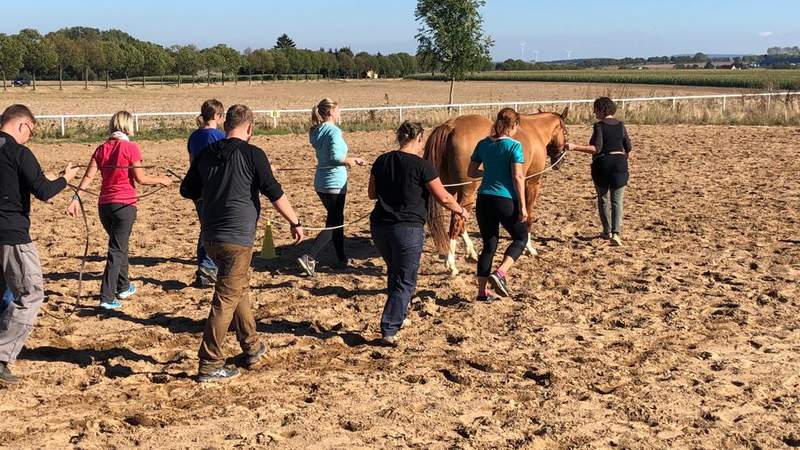 Führungskräftetraining mit Pferden