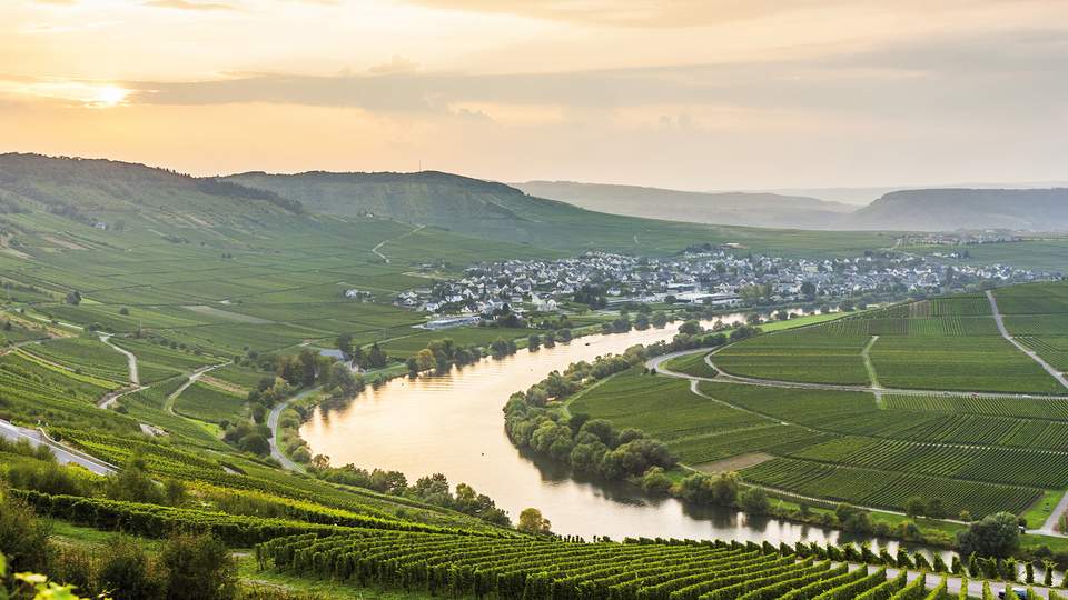 Die Mosel bei Sonnenuntergang in den Weinbergen