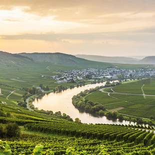 Die Mosel bei Sonnenuntergang in den Weinbergen
