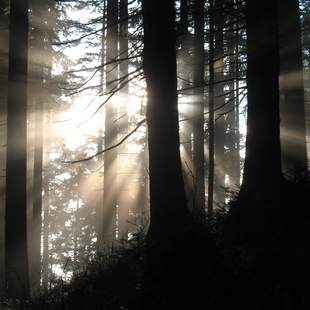 Digital detox - Auszeit im Wald