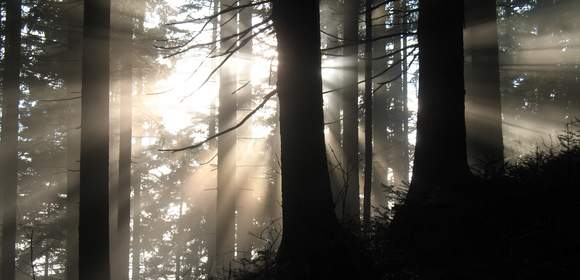 Digital detox - Auszeit im Wald