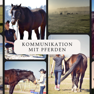 Kommunikation mit Pferden