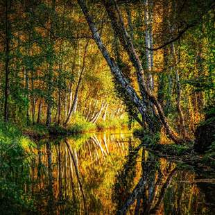 Wasserlauf und Birken