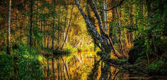 Wasserlauf und Birken