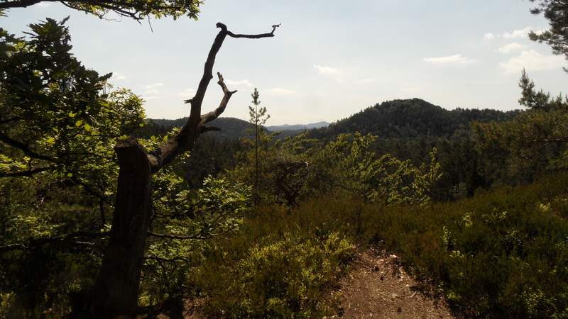 Geocaching+ "grüne Lunge" Dresdner Heide