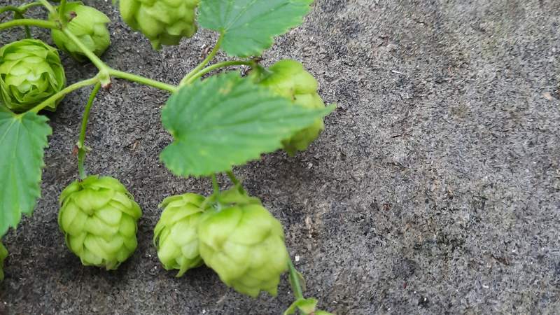 Hopfen