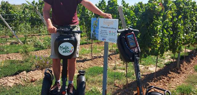 Segway-Wein Wein reben