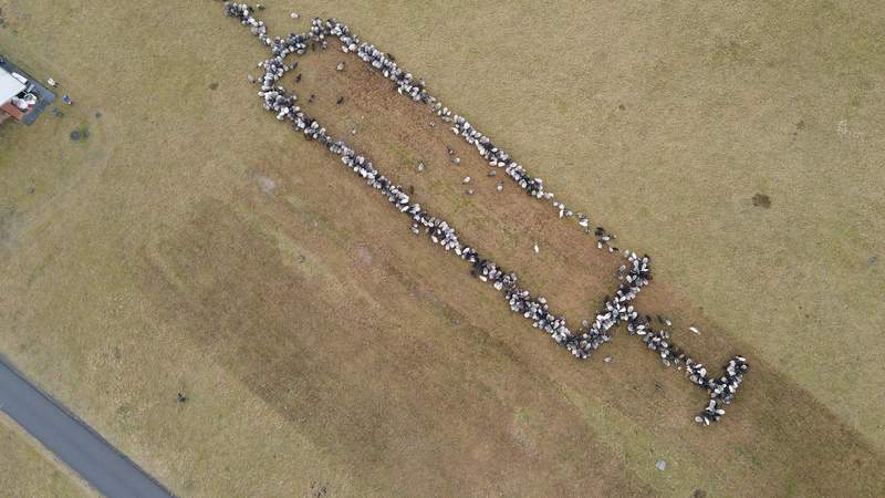 1000 Schafe Führen Teambuilding