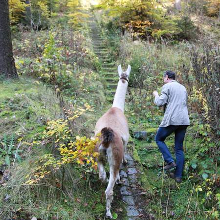 Mit dem Lama ab in die Natur!