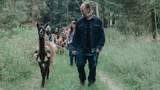 Wandern mit Lama Kasimir im Wald