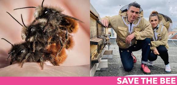 SAVE THE BEE - Das nachhaltige Teamevent