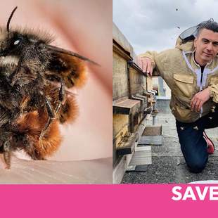 SAVE THE BEE - Das nachhaltige Teamevent
