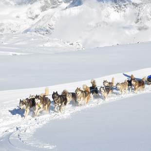 Schlittenhunde-Workshop in Österreich