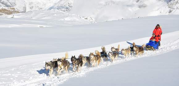 Schlittenhunde-Workshop in Österreich
