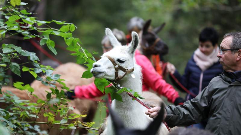 Wir sind das Team - unterwegs mit Lamas