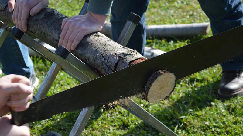 Wettsägen Die Elldus Holzchallenge