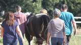 Teamevent mit Pferden