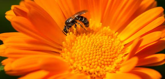 Bau eines Wildbienenhotels